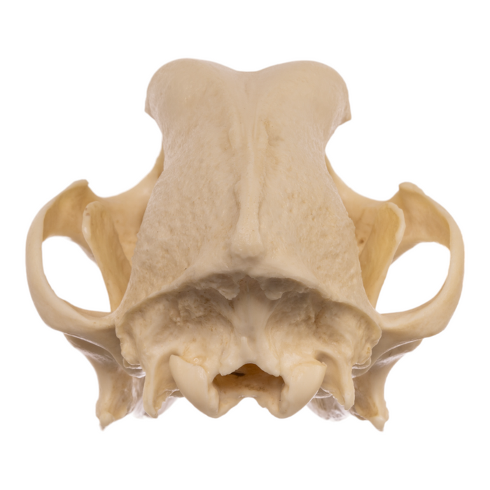 Replica Domestic Dog Skull - Rottweiler