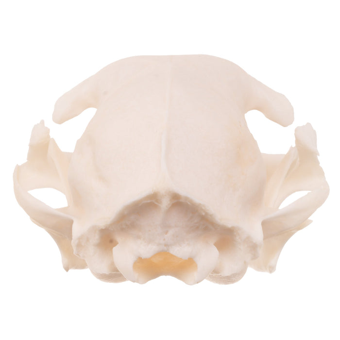 Real Domestic Cat Skull - Periodontal