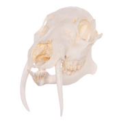 Replica Chinese Water Deer Skull - Male