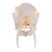 Replica Chinese Water Deer Skull - Male