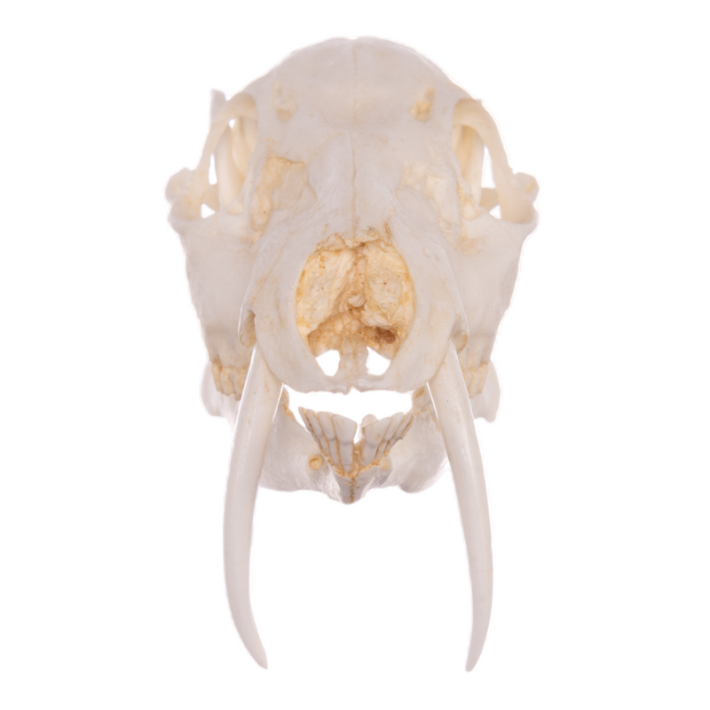 Replica Chinese Water Deer Skull - Male