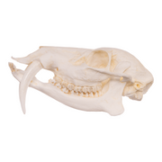 Replica Chinese Water Deer Skull - Male
