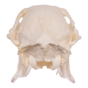 Replica Chinese Water Deer Skull - Male