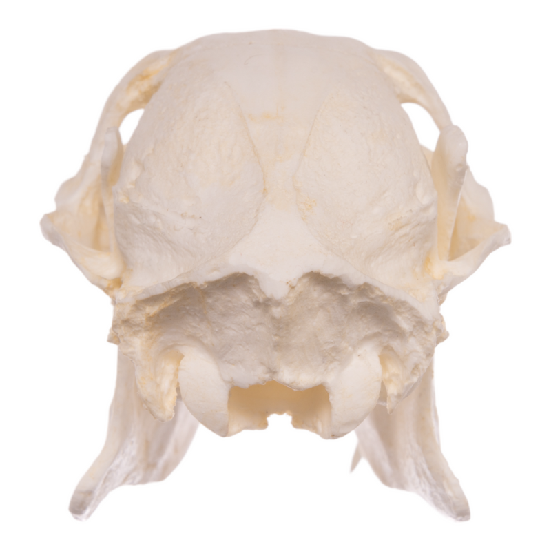 Replica Chinese Water Deer Skull - Male