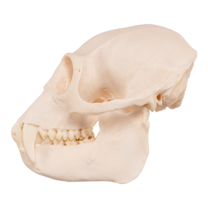 Real Black-and-white Colobus Skull - Male