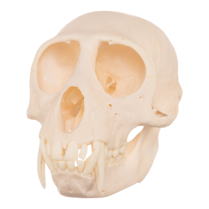 Real Greater Spot-nosed Monkey Skull - Male