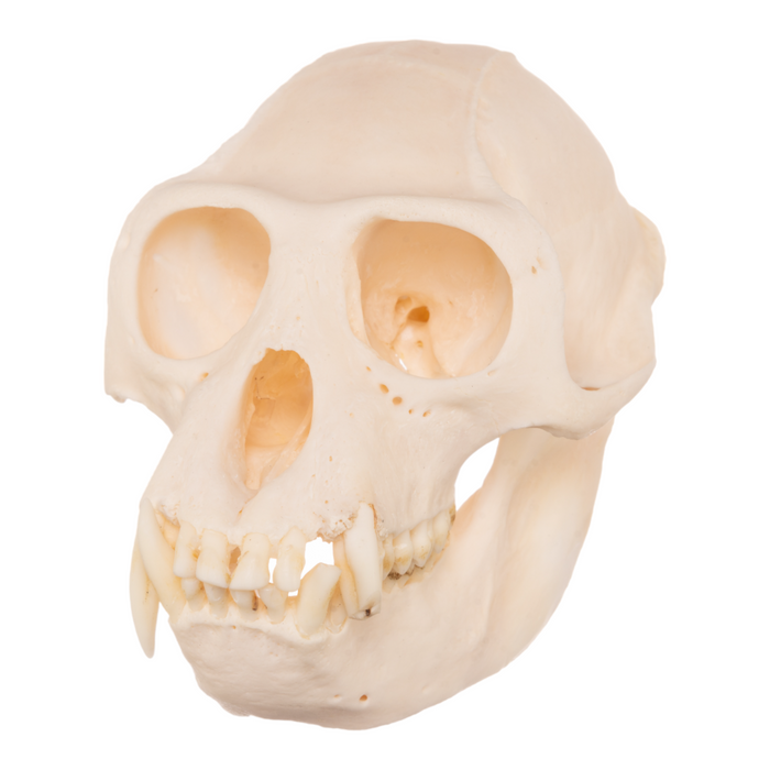 Real Black-and-white Colobus Skull - Male