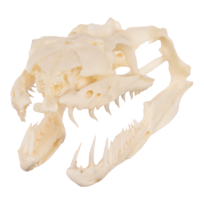 Real Reticulated Python Skull
