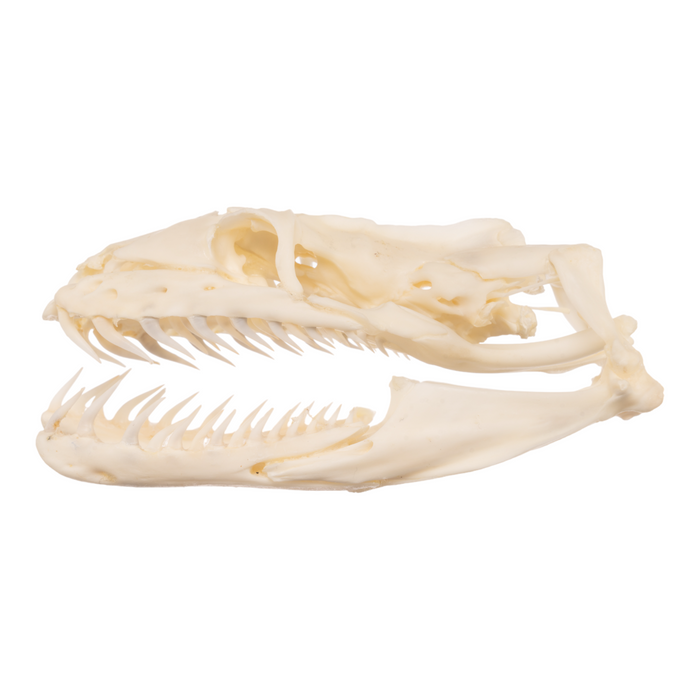 Real Reticulated Python Skull