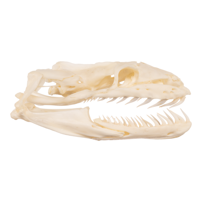 Real Reticulated Python Skull