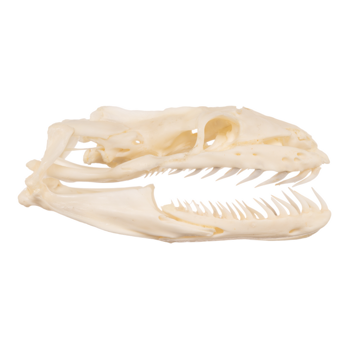 Burmese Python Skeleton