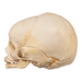 Real Research Quality Human Fetal Skull