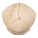 Real Research Quality Human Fetal Skull