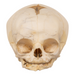 Real Research Quality Human Fetal Skull