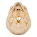 Real Research Quality Human Fetal Skull