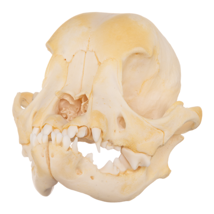 Real Domestic Dog Skull - Adolescent Pug OK-27561