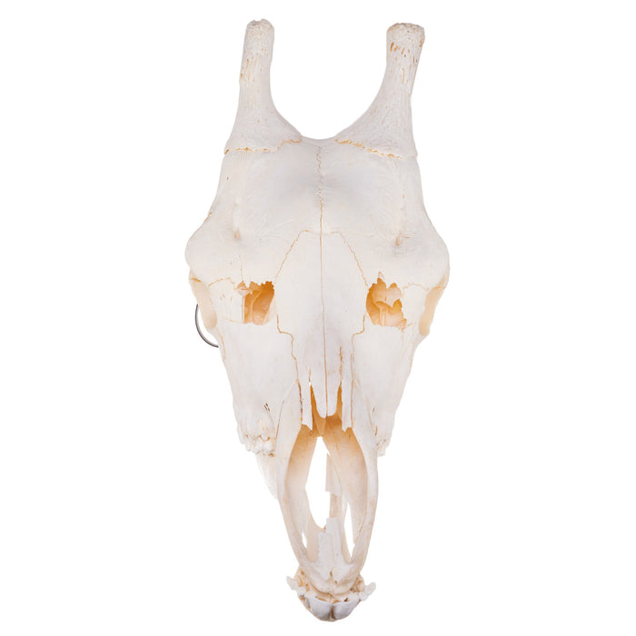 Real Giraffe Skull - Male