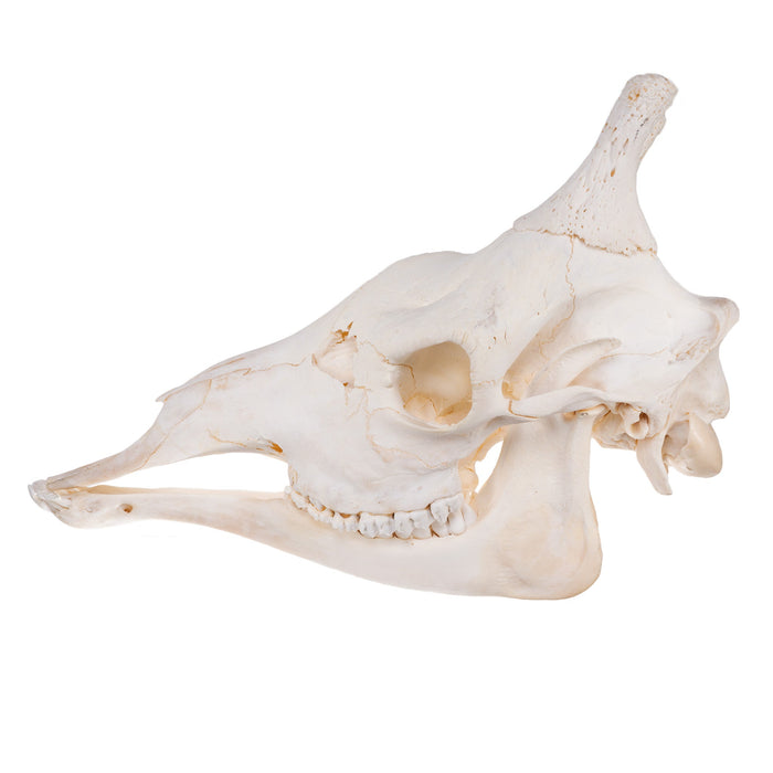 Real Giraffe Skull - Male