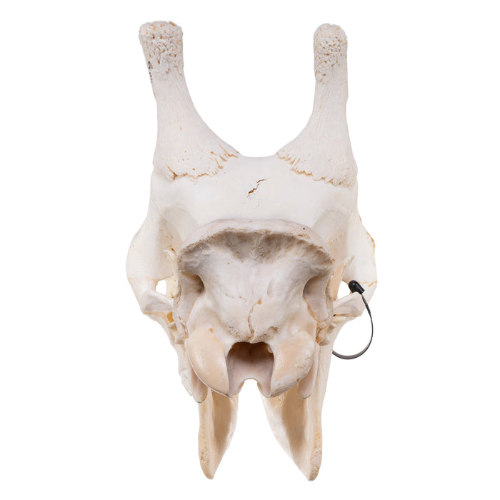 Real Giraffe Skull - Male