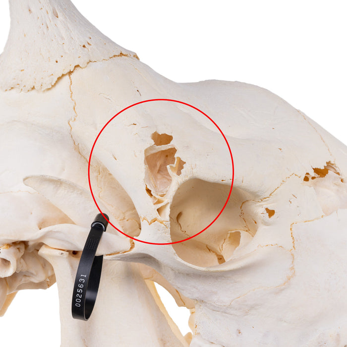 Real Giraffe Skull - Male