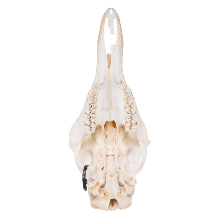 Real Giraffe Skull - Male