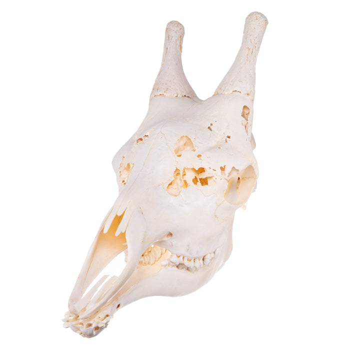 Real Giraffe Skull - Male, Damaged
