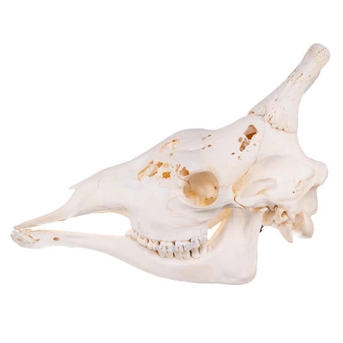 Real Giraffe Skull - Male, Damaged