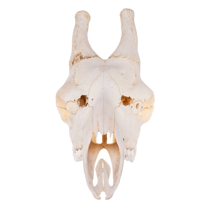 Real Southern Giraffe Skull - Male, No Mandible