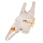 Real Southern Giraffe Skull - Male, No Mandible