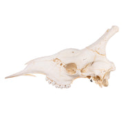 Real Southern Giraffe Skull - Male, No Mandible