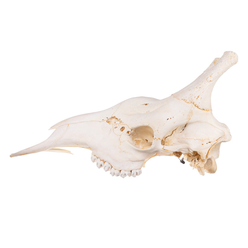 Real Southern Giraffe Skull - Male, No Mandible