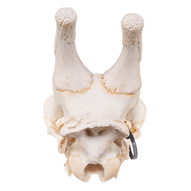 Real Southern Giraffe Skull - Male, No Mandible