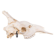 Real Southern Giraffe Skull - Male, No Mandible