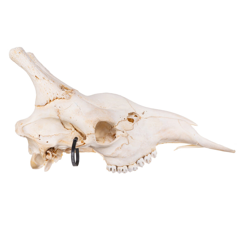 Real Southern Giraffe Skull - Male, No Mandible