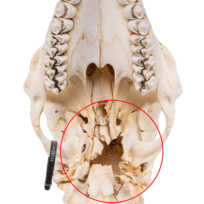 Real Southern Giraffe Skull - Male, No Mandible