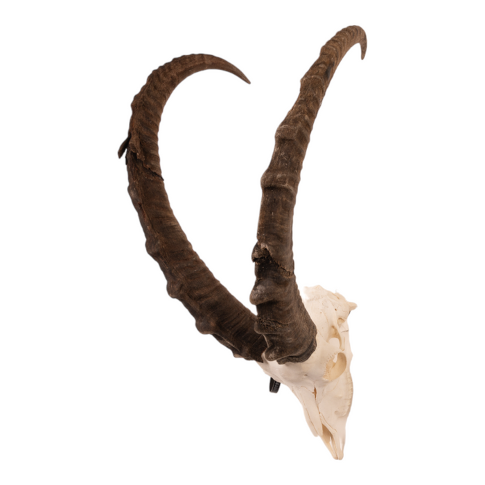 Real Nubian Ibex Skull