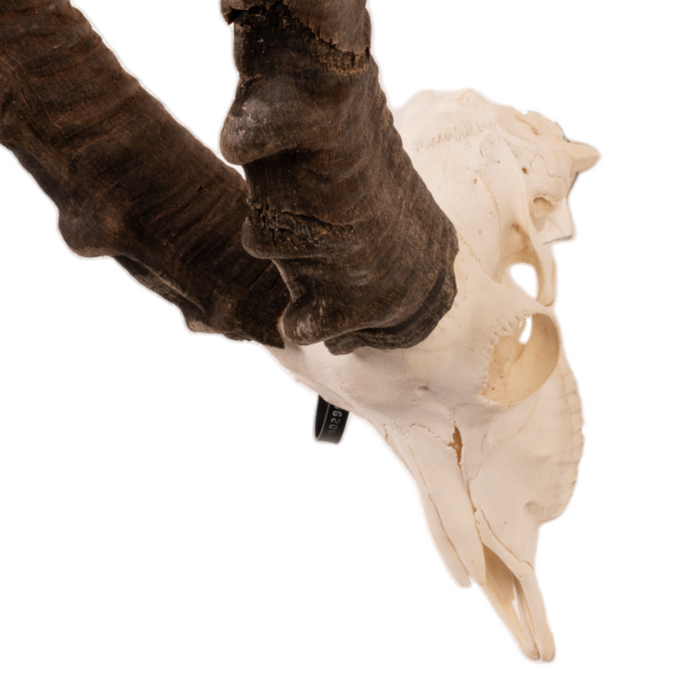 Real Nubian Ibex Skull