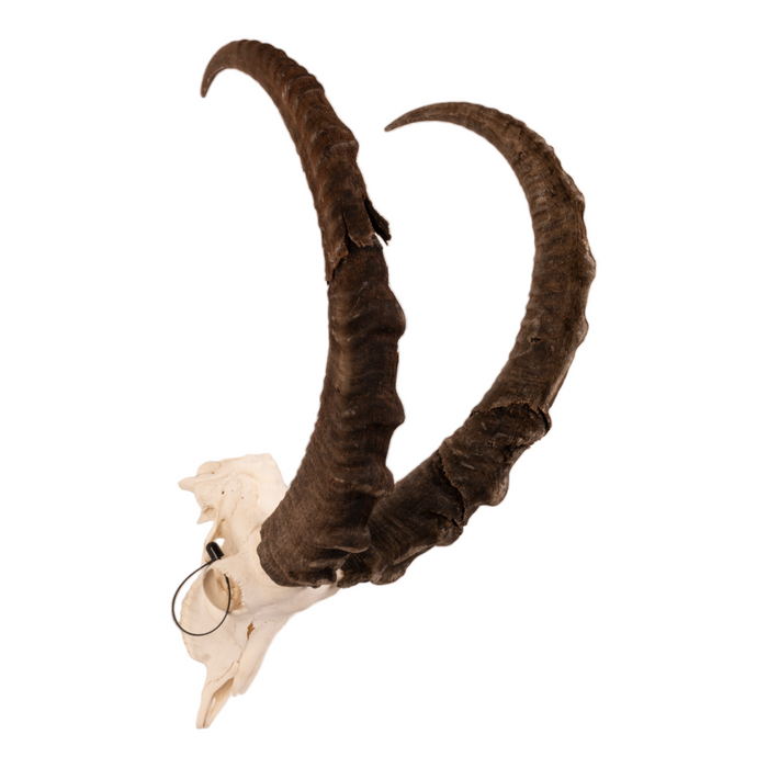 Real Nubian Ibex Skull