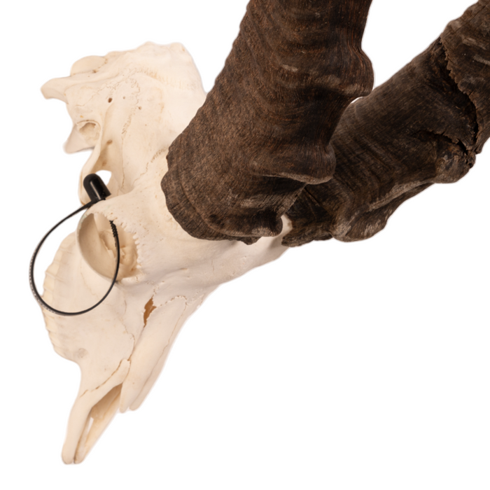 Real Nubian Ibex Skull