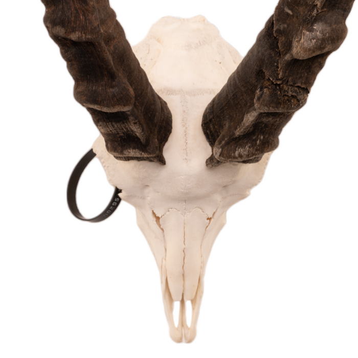 Real Nubian Ibex Skull