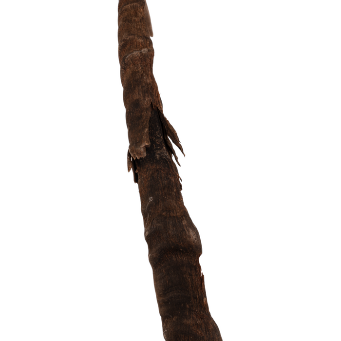 Real Nubian Ibex Skull