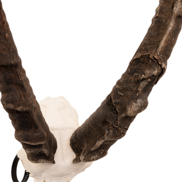 Real Nubian Ibex Skull