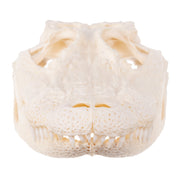 Real American Alligator Skull - 6 to 9 in.