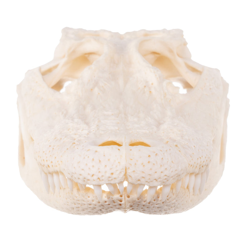 Real American Alligator Skull - 6 to 9 in.