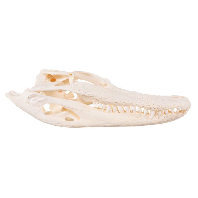Real American Alligator Skull - 6 to 9 in.