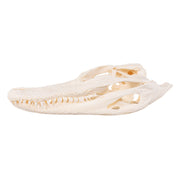 Real American Alligator Skull - 6 to 9 in.