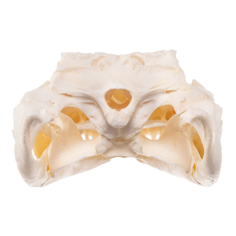 Real American Alligator Skull - 6 to 9 in.