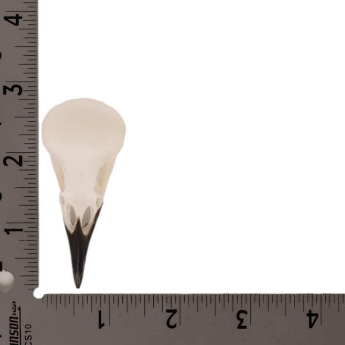 Real Magpie Skull