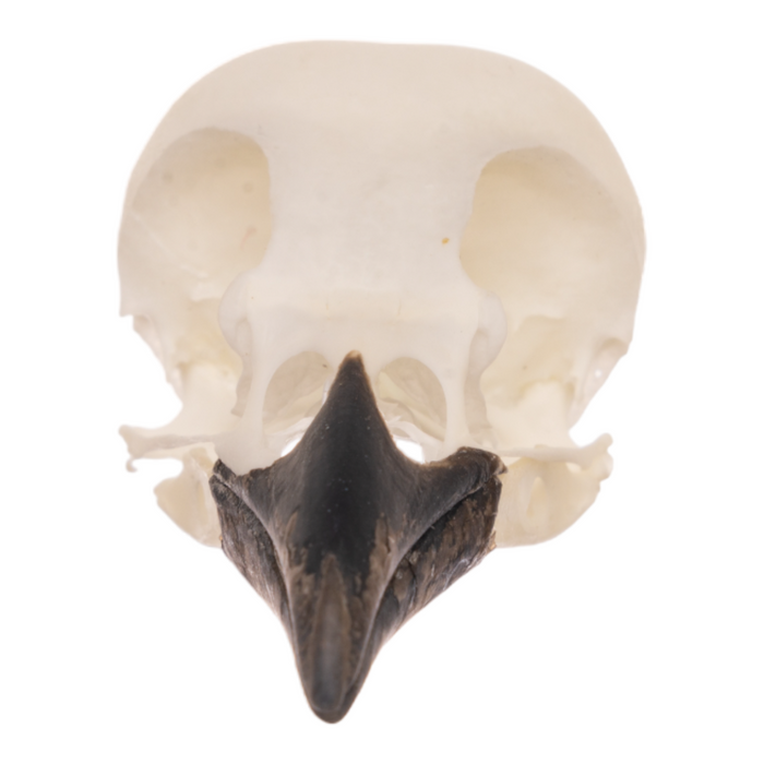 Real Magpie Skull