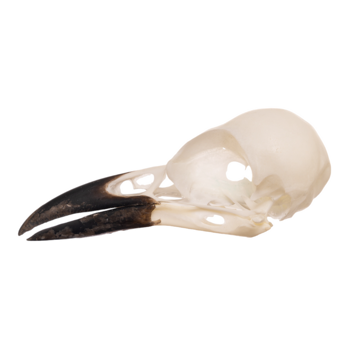 Real Magpie Skull
